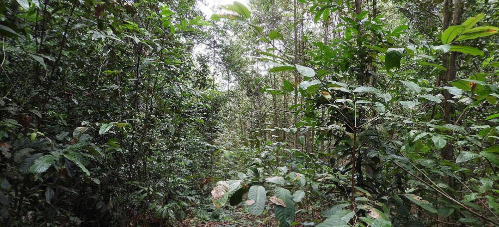 Vegetação densa de floresta tropical com árvores e plantas nativas em regeneração.