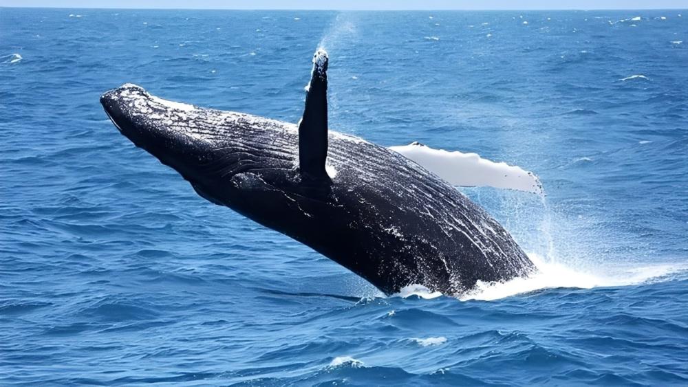 Uma baleia jubarte azul-escura salta vigorosamente para fora da água, revelando sua barbatana peitoral branca e espirrando água.